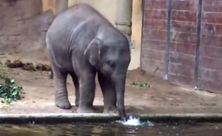 Nur ein Baby Elefant der Blubberblasen macht ( 1 Video )