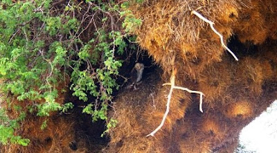 El nido más grande del Mundo (Tejedor republicano o Philetairus socius). 