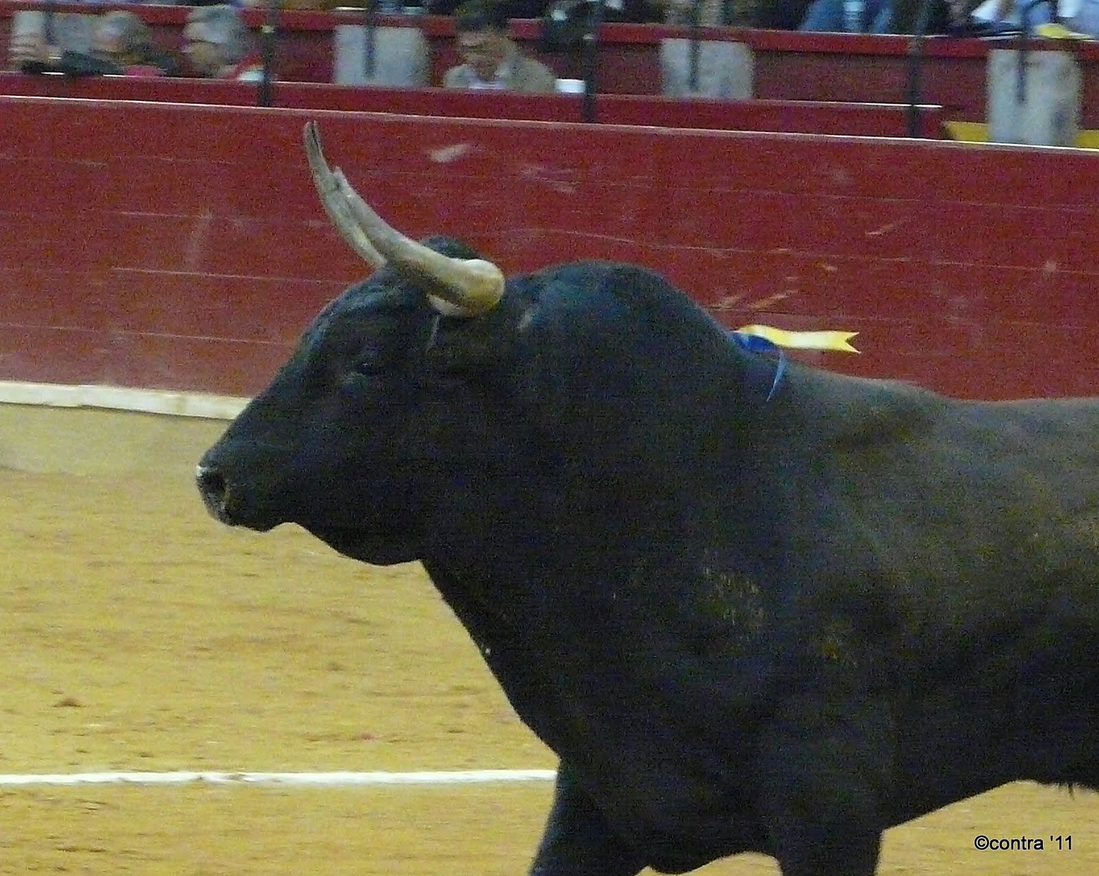 Hasta el rabo todo es toro Los pitones de la Reina