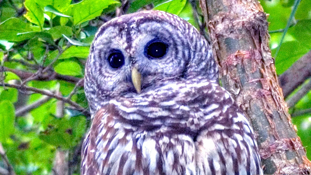 Barred Owls Amazing Hooting Contest