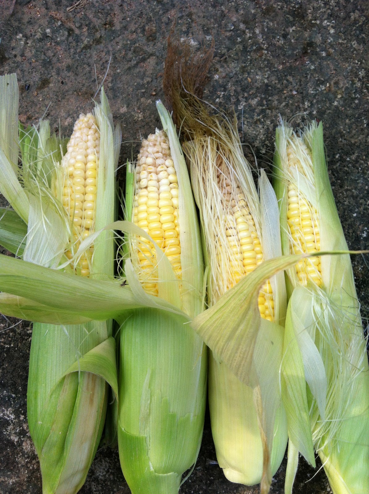 Urban Farming for Food Vegetable Grains Sweet Corn