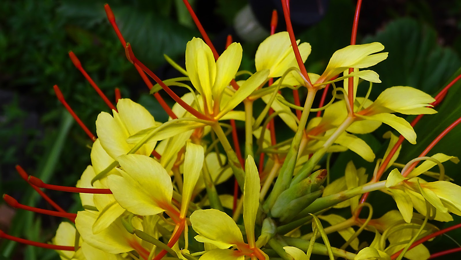 MAP GINGER LILIES IN OUR GARDEN