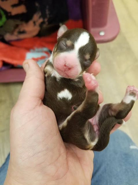 Animal rescue takes in trio of puppies born without front legs