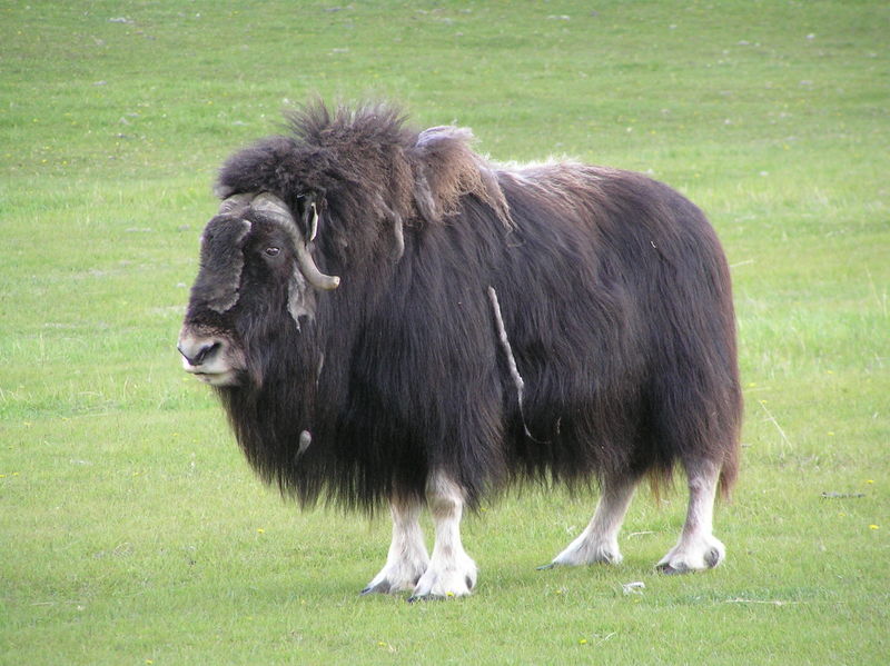 Ox ~ Animals Images