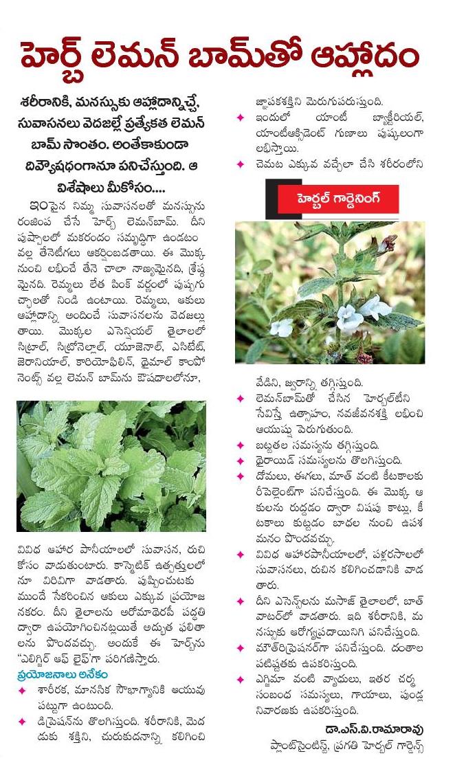 12 Things to Do With Lemon Balm Lemon Balm Benefits