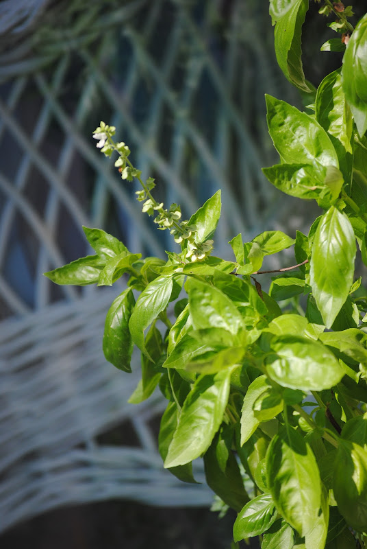 the perfect pesto recipe and 8 ways to use it