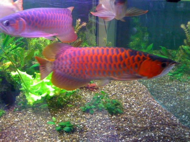 gambar ikan arwana super red
