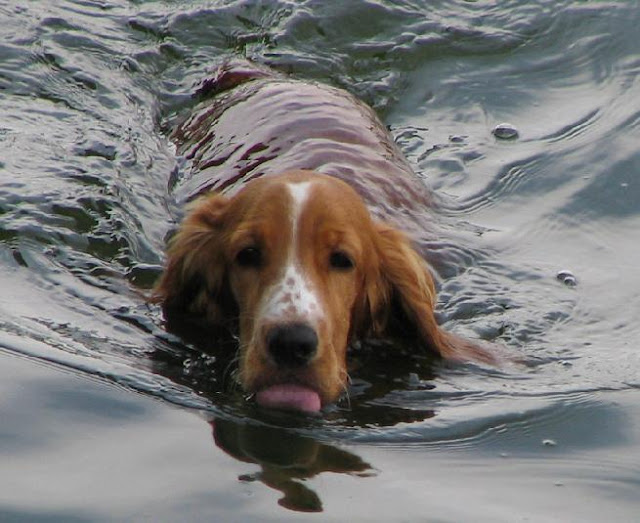 The dog in world Can All Dogs Swim