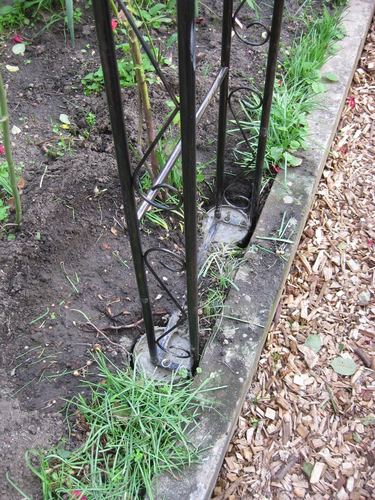 Buddel Im Garten Beton Und Traubenhyazinthen