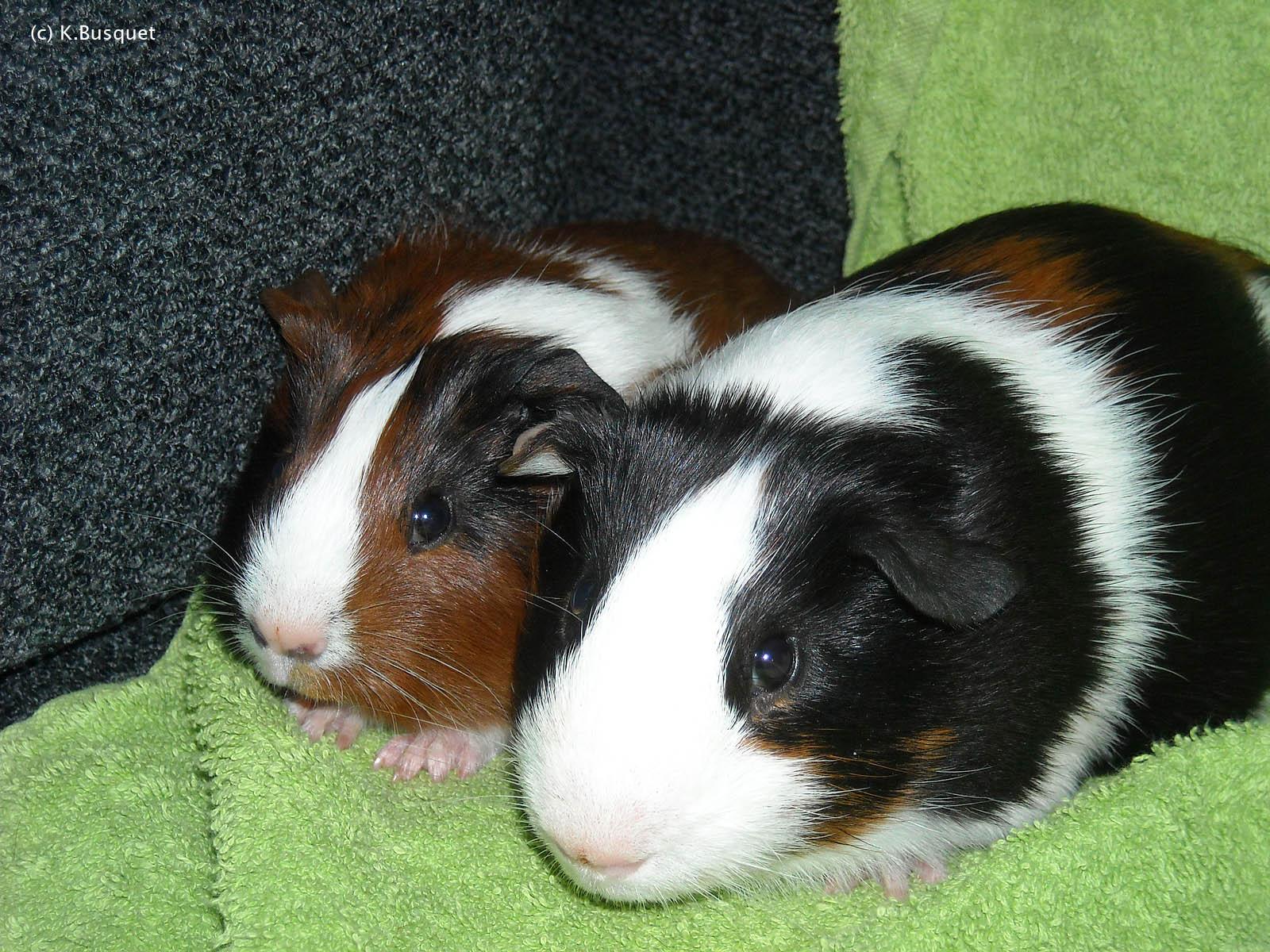 Very Sweet and Cute Animals: Funny Guinea Pig wallpaper for widescreen