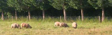 image: lambs on the HenSafe smallholding