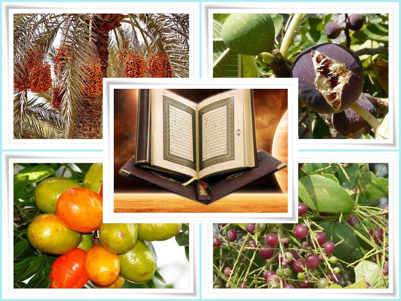 Fruit Names Mentioned In Qur'an Fruit Names AZ With Pictures