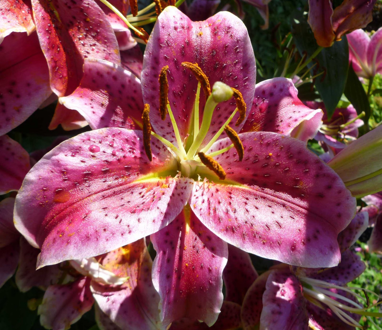 HaciMade Knits Late Summer Lilies