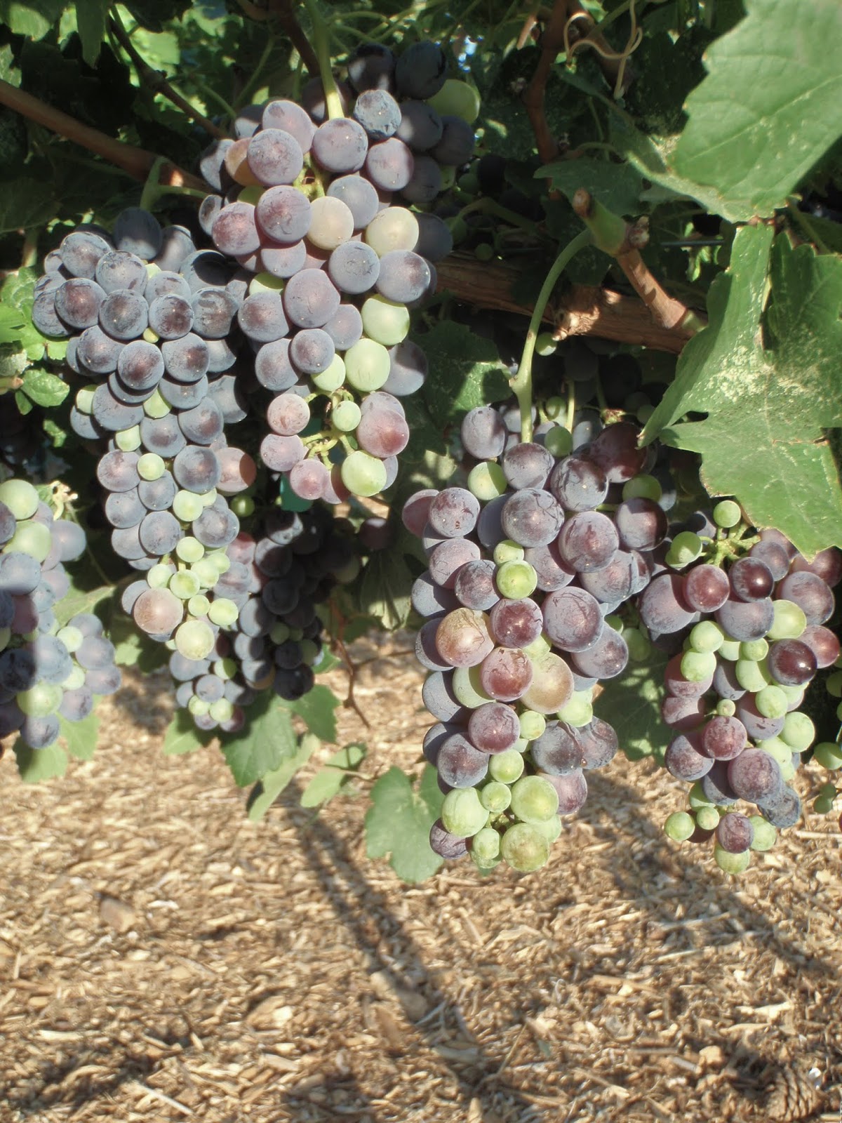 Xtremehorticulture of the Desert Grapes to Grow in the Desert
