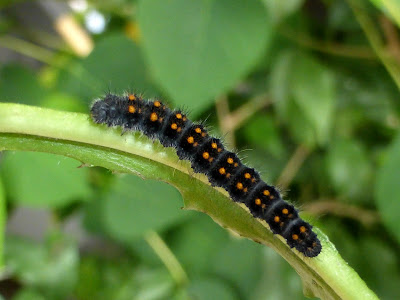 Lemonia taraxaci caterpillar Lemonia taraxaci caterpillar