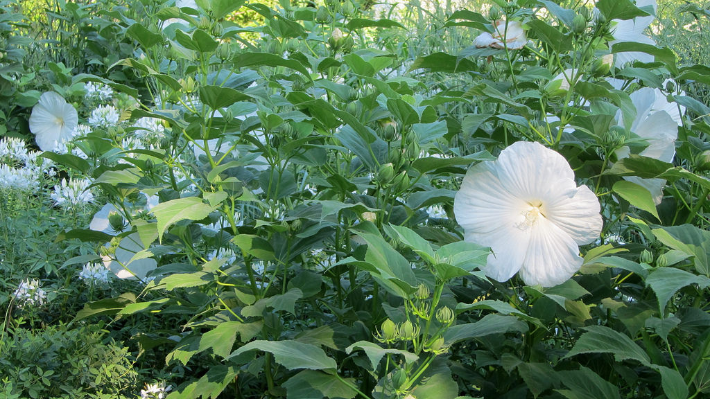 Earth and Space News: ‘Blue River II’ Hibiscus (Hibiscus x moscheutos