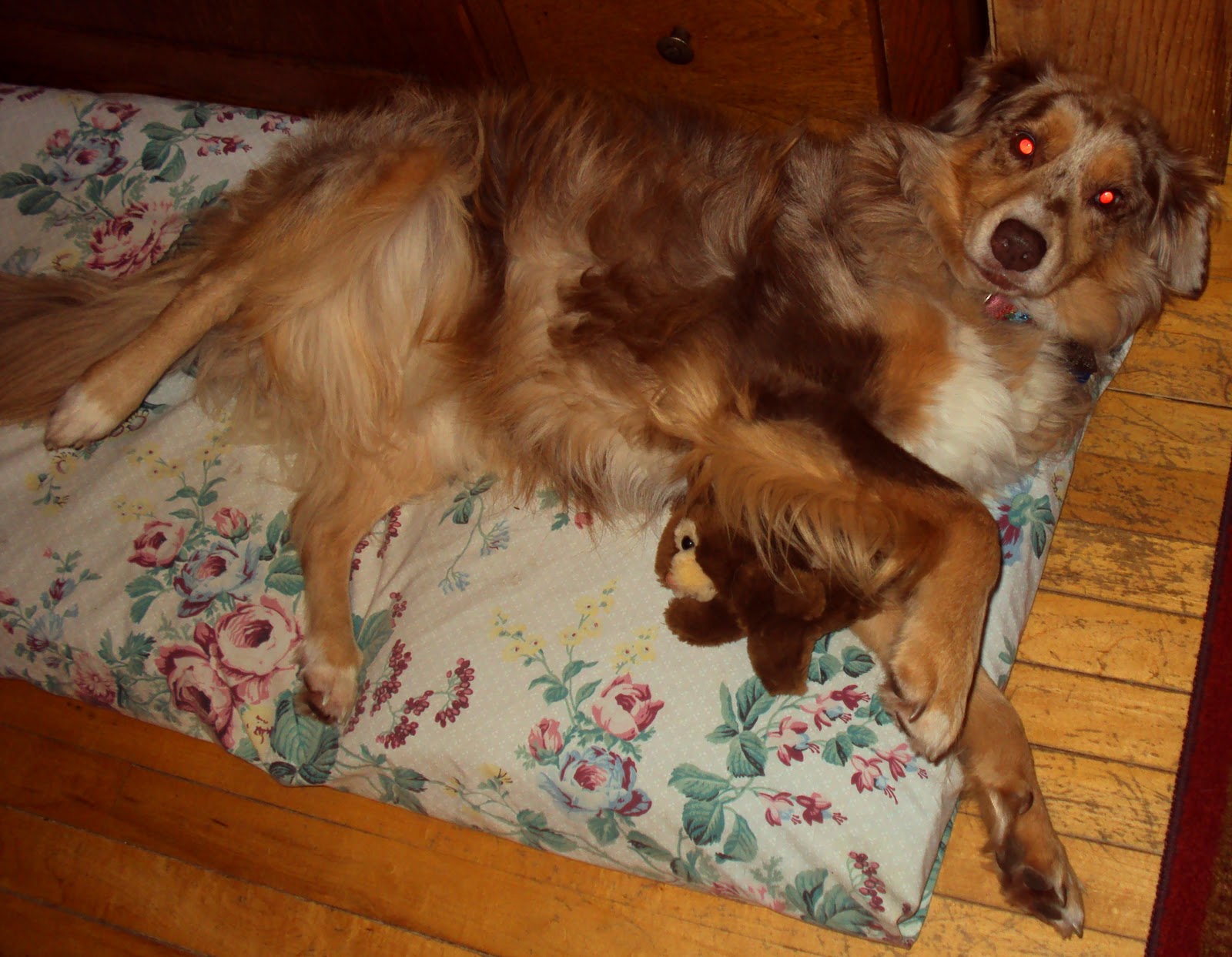 Ottawa Valley Dog Whisperer COMFORTABLE DOG BEDS