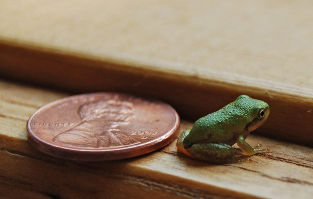 Baby Animals: IMPOSSIBLY small froglet