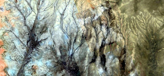 The enchanted forest where not miss watching a Harry Potter or any of his friends,botany fantasy in stone desert,photography of landscapes of deserts of Africa from the air, photography of landscapes of deserts of Africa from the air,