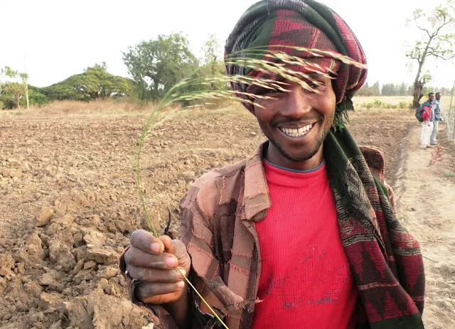 Teff is a grass, small sized fine grain that grows mainly in Ethiopia and Eritrea. 