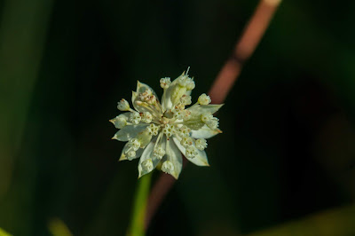 [Apiaceae] Astrantia minor – Minor Masterwort