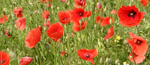 Rebranding am Beispiel der Marihuana-Industrie, Klatschmohn-Bild Rebranding am Beispiel der Marihuana-Industrie, Klatschmohn-Bild