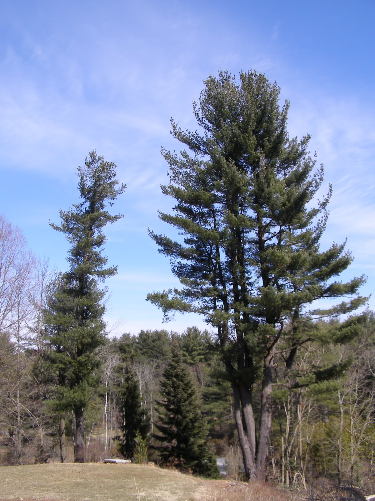PINE HOLLOW ARBORETUM GRAND FIR AND NOBLE FIR