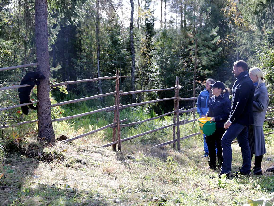 Норвежская кронпара начала свой трехдневный визит в Нур-Трёнделаг: ru ...