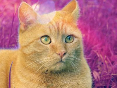 imagenes de un gato imagenes de un gato
