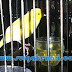 Kenari AF, Kuning Joss Frost, 8 Bulan, Gacor