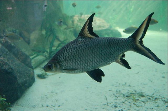 Jenis dan Harga Ikan Bala Shark Serta Cara Merawatnya Jenis dan Harga Ikan Bala Shark Serta Cara Merawatnya