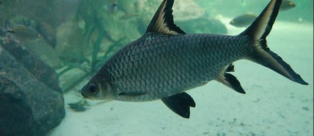 Jenis dan Harga Ikan Bala Shark Serta Cara Merawatnya