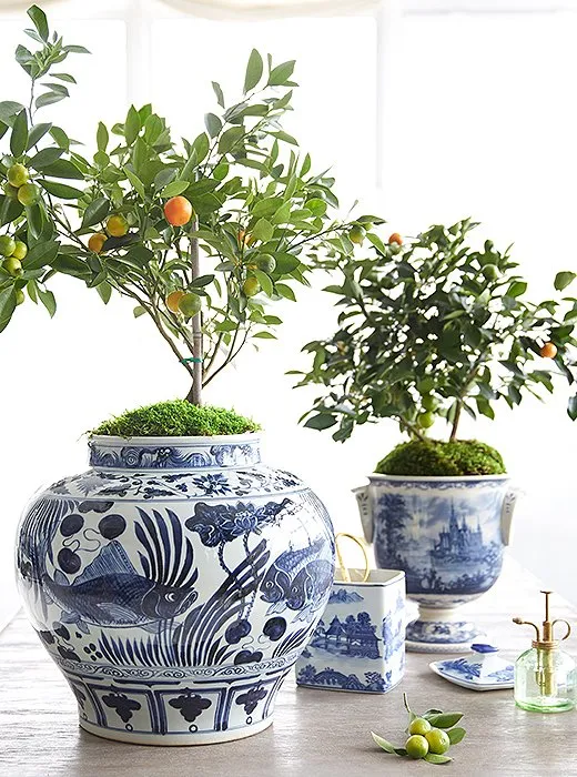 2019 home decor design trend, citrus accents in home decor, orange tree in blue and white ginger jar