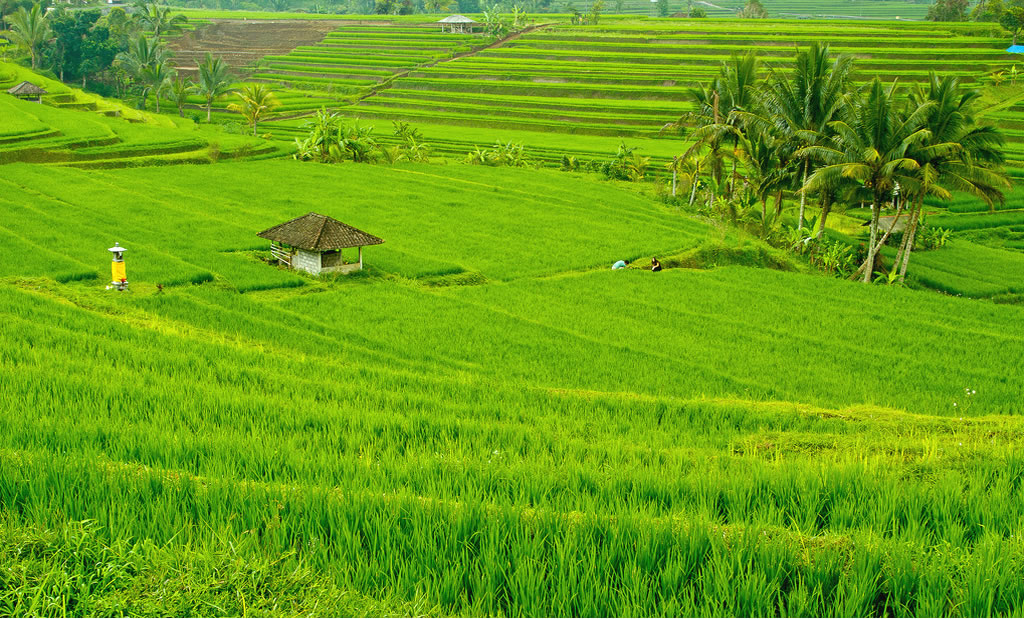  pemandangan di sawah 