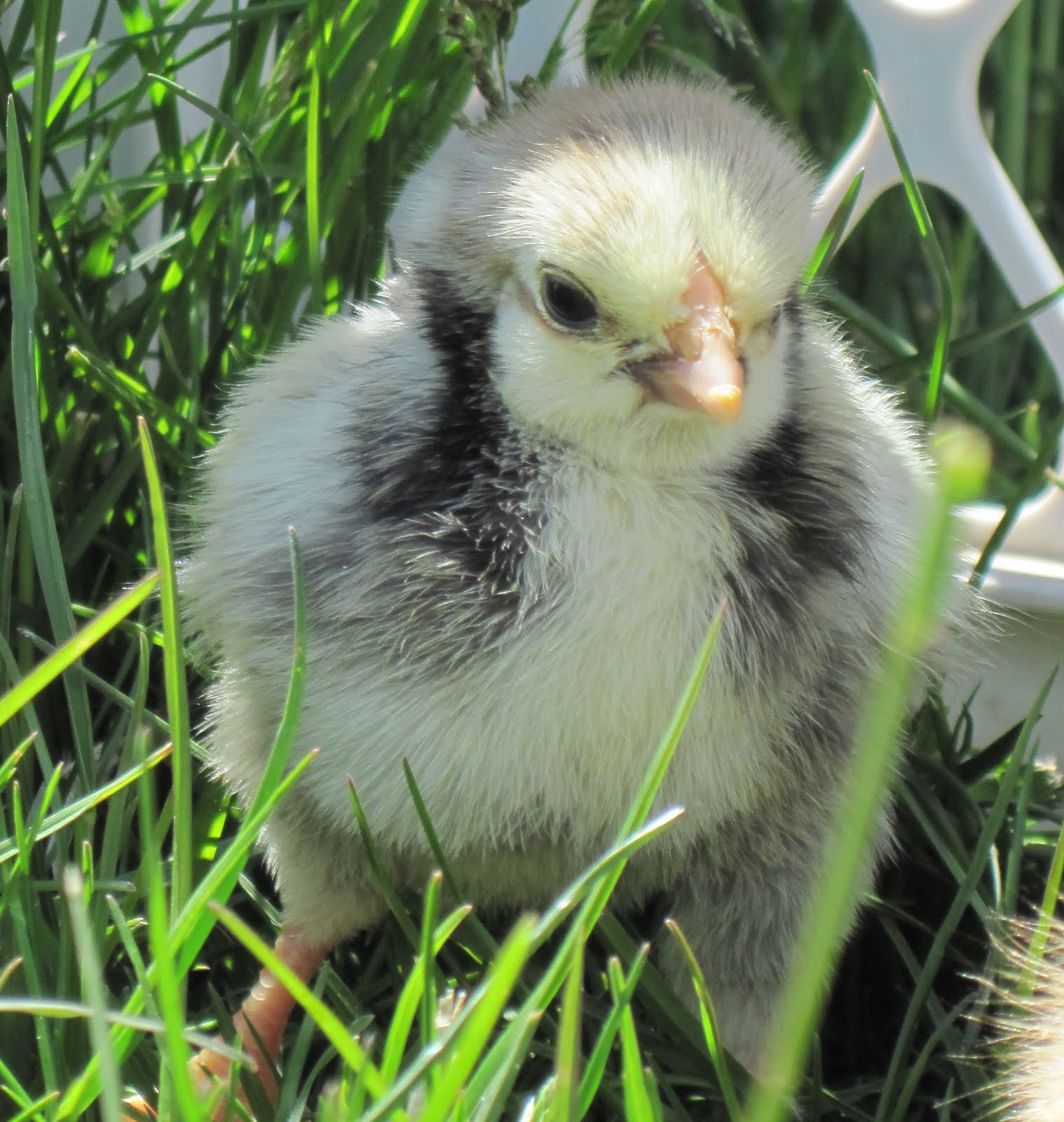 simple farm girl Silver Laced Wyandottes