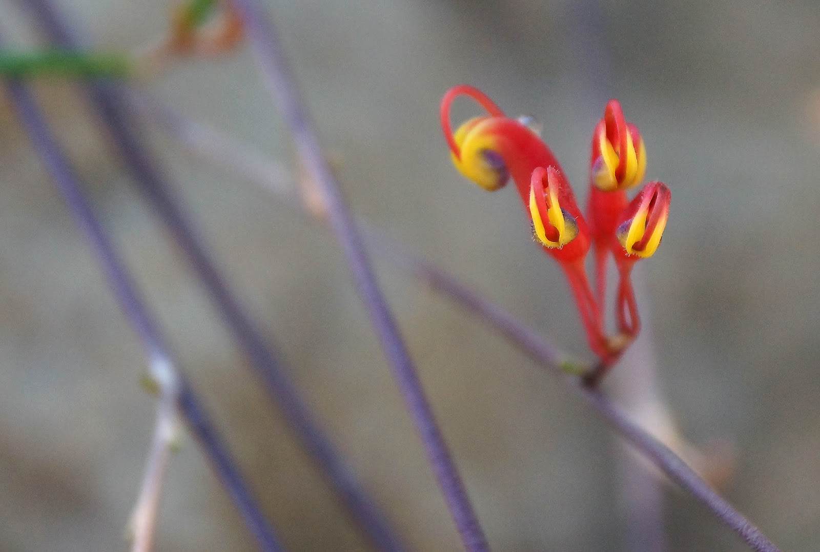 Bloom Day October 2016
