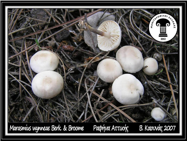 Marasmius wynneae Berk. & Broome