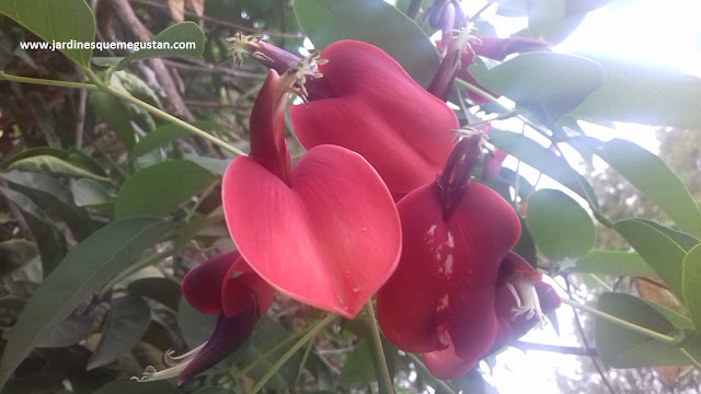 Árbol del Coral (Erythrina crista-galli)