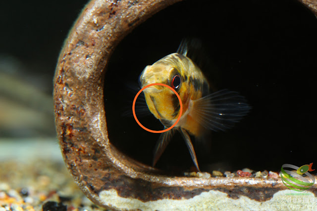 Apistogramma cf. hoignei / sp. D47