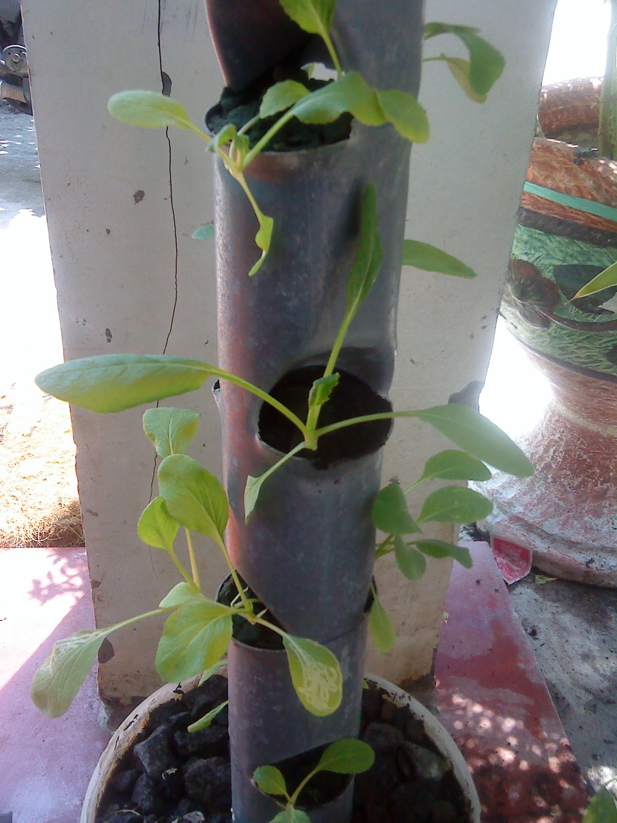 ANEKA IDE KREATIF Pot  tanaman vertikal dari pipa paralon  