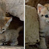 قطط الرمال.. القطط البالغة تشبه القطط الصغيرة