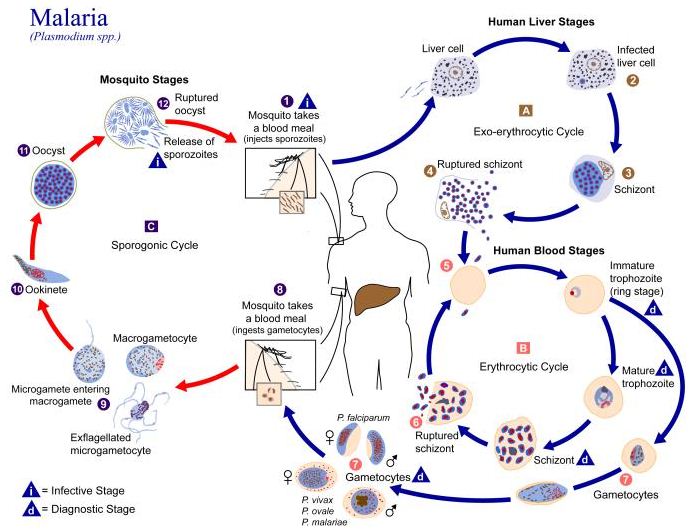 Buatlah skema siklus hidup Plasmodium sp. Penyebab