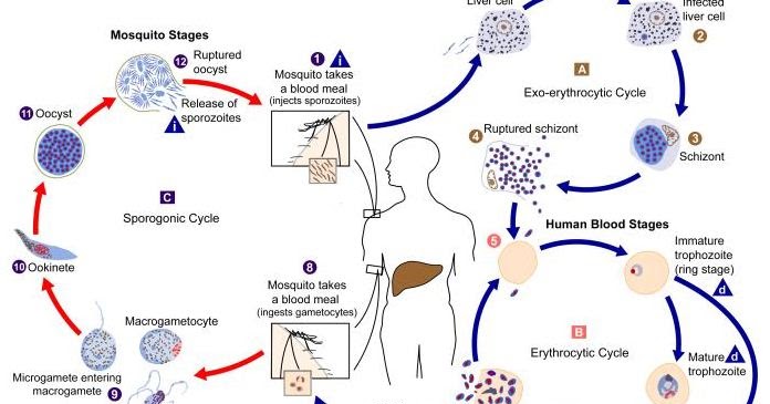 Jelaskan Daur Hidup Plasmodium Neofotografi