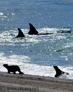orca patrulla la lobería de Punta Norte