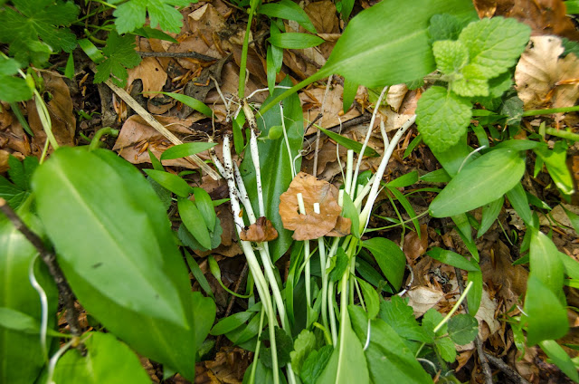 Wild Bear Garlic - Wild Garlic - Bear's Garlic - Allium ursinum -  edible herb with remarkable curative power