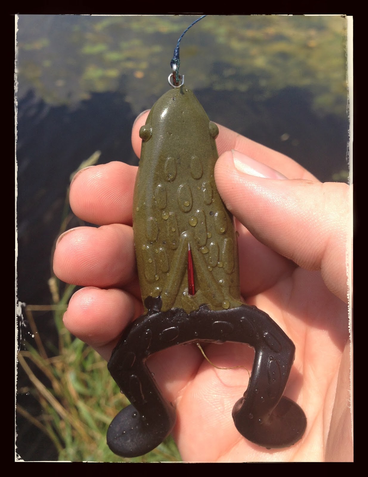 Bass Junkies Frog Pond Big Bite Baits Top Toad Review