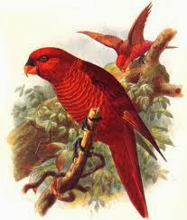 Lori cardenal: Chalcopsitta cardinalis