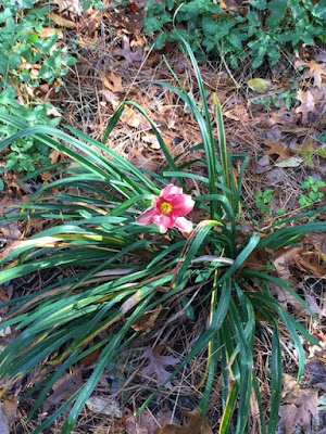 late blooming day lily late blooming day lily