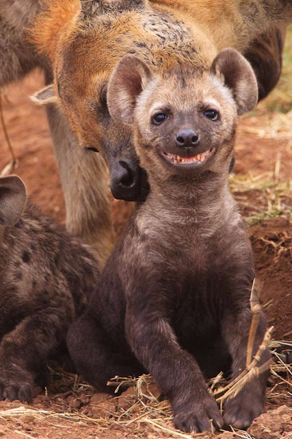 Quem disse que os animais não sorriem? Observe-os e deixe-se contagiar elfandarilha