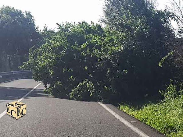 Resumen del temporal de un día en Canarias, 12 febrero Resumen del temporal de un día en Canarias, 12 febrero